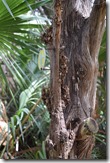 Decomposing tree holding trail marker