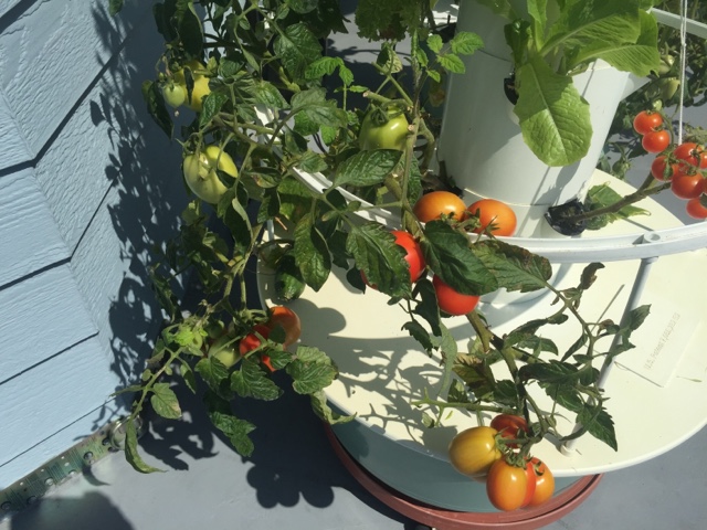 growing organic food made easy and fun