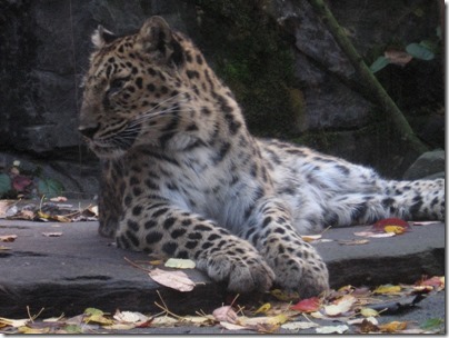 IMG_0564 Kia the Amur Leopard at the Oregon Zoo in Portland, Oregon on November 10, 2009