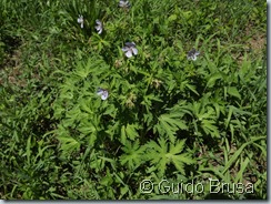 Geranium pratense_00