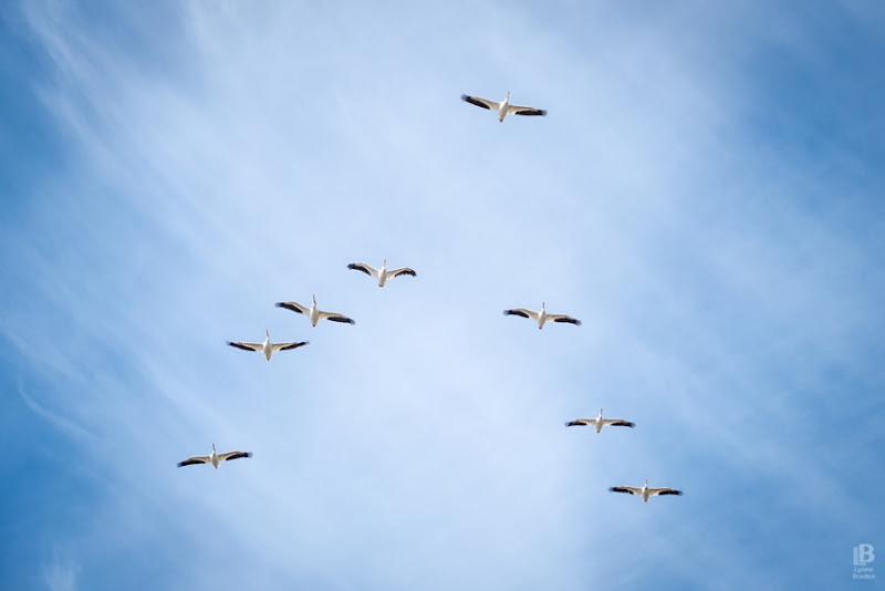 White Pelicans in Flight P1020563