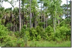 Chimney in the trees