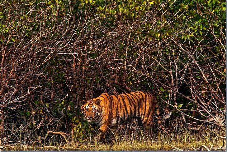 1_sundarbans_nationalgeographic_1460894.adapt.1190.1 Royal Bengal Tiger Bangladesh