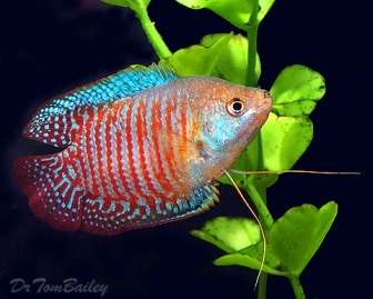 [be-ca-canh-dwarf_gourami_casacgam_sa%255B1%255D.jpg]