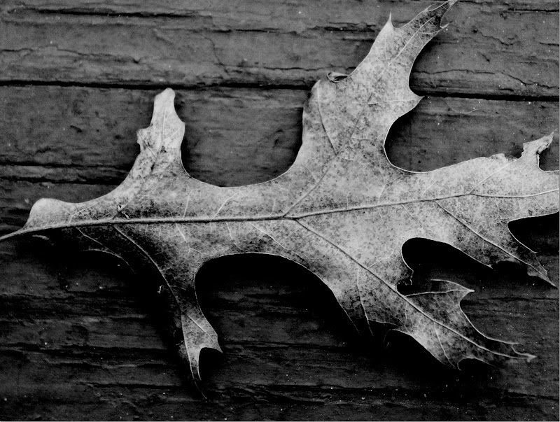 Black and whit leaf photo.