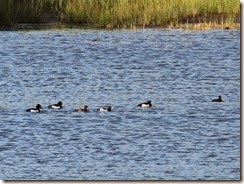 Tufted Ducks