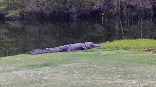 Golf Course «Witch Golf Links», reviews and photos, 1900 SC-544, Conway, SC 29526, USA