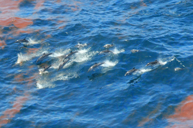 Dolphins swim in the oil spill caused by the collapse of BP's Deepwater Horizon oil rig. A study by researchers at the National Oceanic and Atmospheric Administration looked at why dolphins died in such large numbers after the Deepwater Horizon spill of 2010. It is the strongest link yet to the spill and to the deaths of bottlenose dolphins. More than 1,000 dolphins have died in the Gulf since 2010. Photo: NOAA