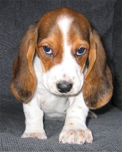 [BeagleZoeyPuppycouch%255B3%255D.jpg]