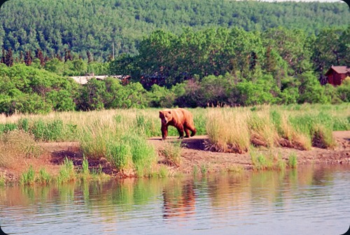 katmai-orsi-3