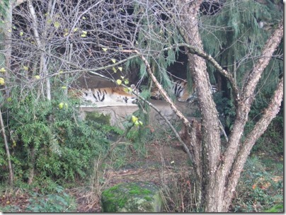 IMG_0458 Amur Tigers at the Oregon Zoo in Portland, Oregon on November 10, 2009