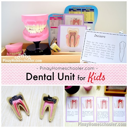montessori dental unit