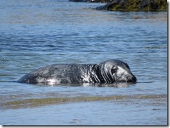 Grey Seal