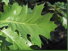 Red oak leaf