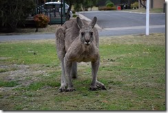 The Grampians (12) (Medium)