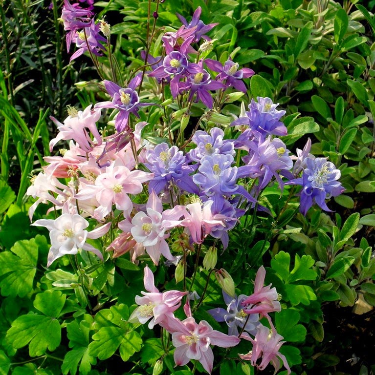 Aquilegia - mixed colours