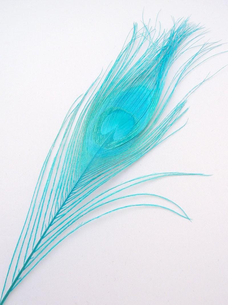 TIFFANY BLUE Peacock Feather
