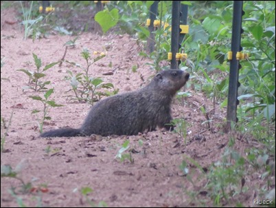 Beaver