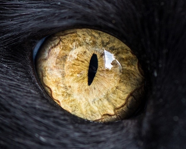 [Cats%2520Eyes7%255B3%255D.jpg]