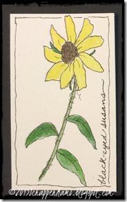 blackeyed susan