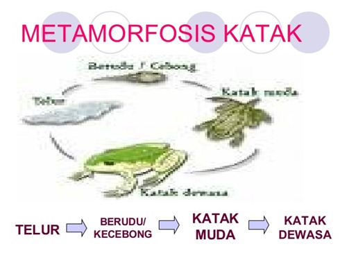 gambar metamorfosis katak