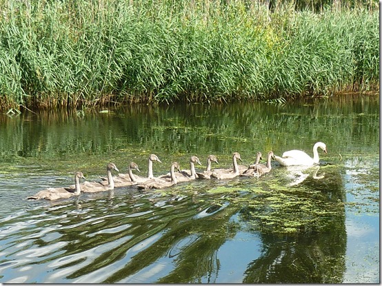 10 cygnets 1