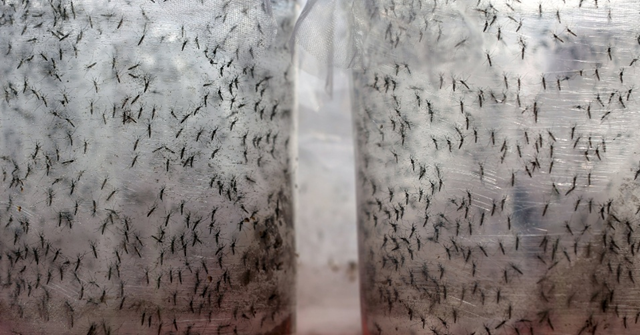 Genetically modified Dengue mosquitoes, nicknamed 'the Friendly Aedes aegypti', were released in Piracicaba, Brazil, in May 2015. Photo: UOL