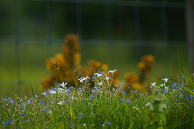 Norfolk countryside in spring