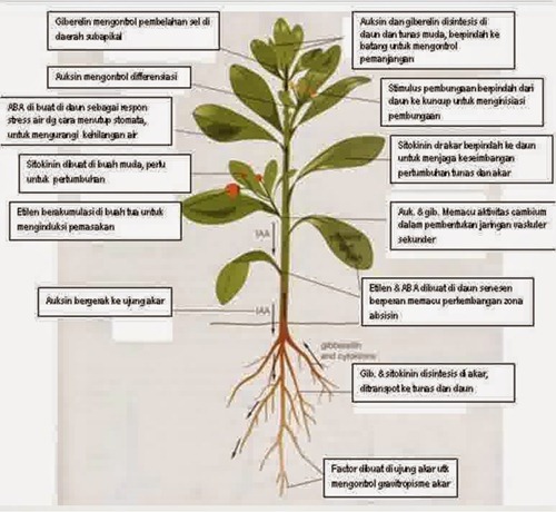hormon pada tumbuhan