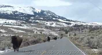 [buffalo-fugindo-do-Yellowstone%255B3%255D.jpg]