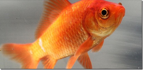 be-ca-canh-goldfish_golden_carp_cavang_baduoi-be-thuy-sinh