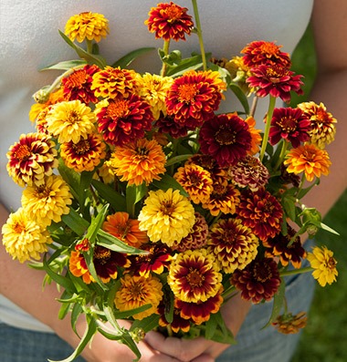 [Zinnia%2520Persian%2520Carpet%255B3%255D.jpg]