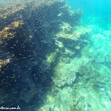 Snorkel no Cerro Brujo - Galápagos