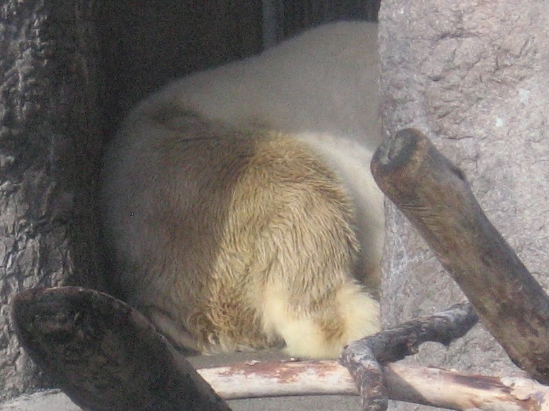 [IMG_0244%2520Polar%2520Bear%2520at%2520the%2520Oregon%2520Zoo%2520in%2520Portland%252C%2520Oregon%2520on%2520November%252010%252C%25202009%255B2%255D.jpg]