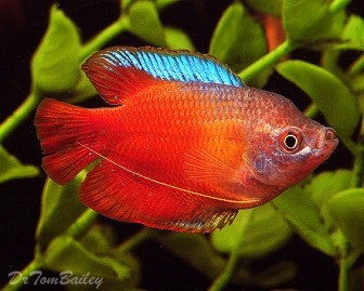 [be-ca-canh-dwarf_gourami_casacgam_sa%255B4%255D.jpg]