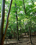 Forest near Meadowside Nature Center, Rock Creek Park, Rockville, Maryland.