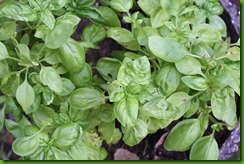 Basil July 2015 007