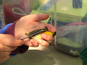 Young male Common Yellowthroat having its feathers/wings measured. Note the fainter black eye mask than the previous adult male