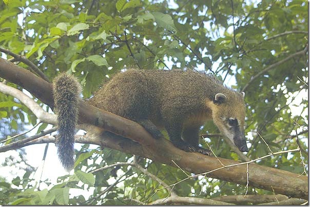 yaboty coati