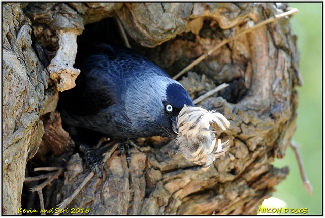 [Slimbridge%2520WWT%2520D300s%2520T%2520%252016-05-2015%252013-41-030%255B3%255D.jpg]