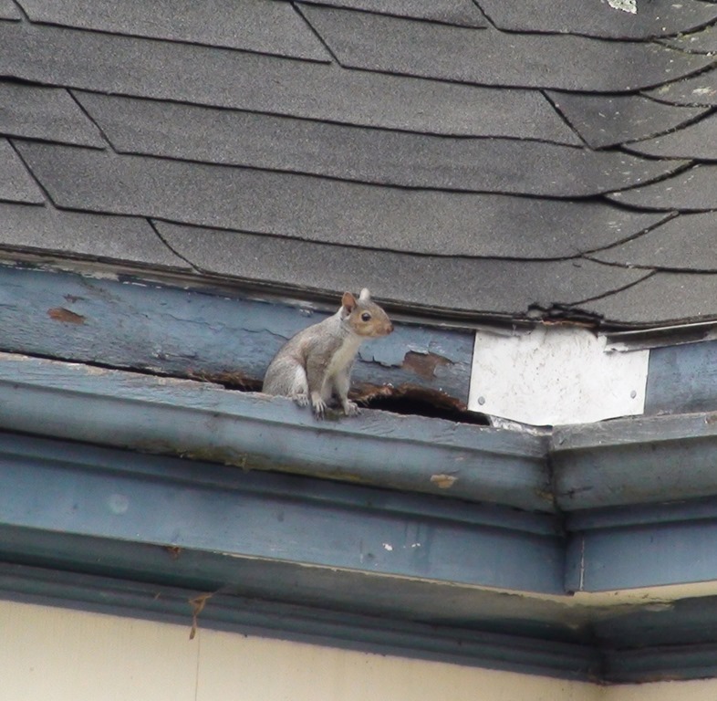 [Squirrels%2520enter%2520through%2520flashing%2520and%2520Fascia%255B3%255D.jpg]