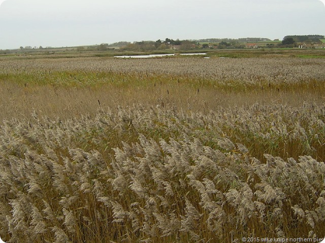 norfolk coast 021