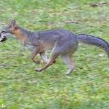 Filhote de raposa, roubando lanchinho - Tikal, Guatemala