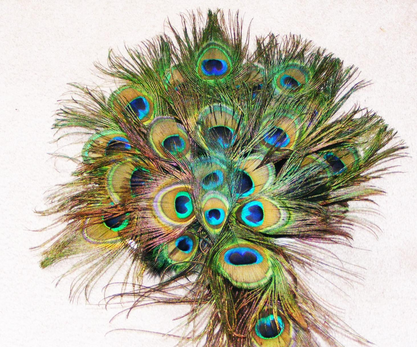 Cascading Peacock Feather