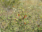 Anderson's Wolfberry 4/15
