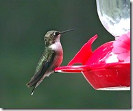 Ocean Pines hummingbirds manual 2 031