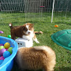 Coco 10-17 14.JPG