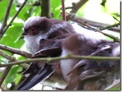 Long-tailed Tits