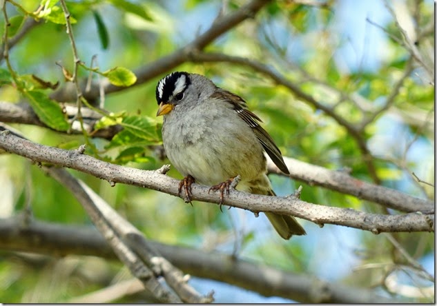 lopez white crowned sparrow 051915 00000