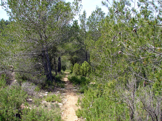 Senderismo - Puebla de Arenosos - Chorrico - Montico - Chorrador SL-CV 57